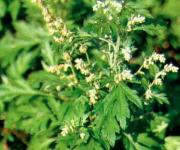 Artemisia argyi